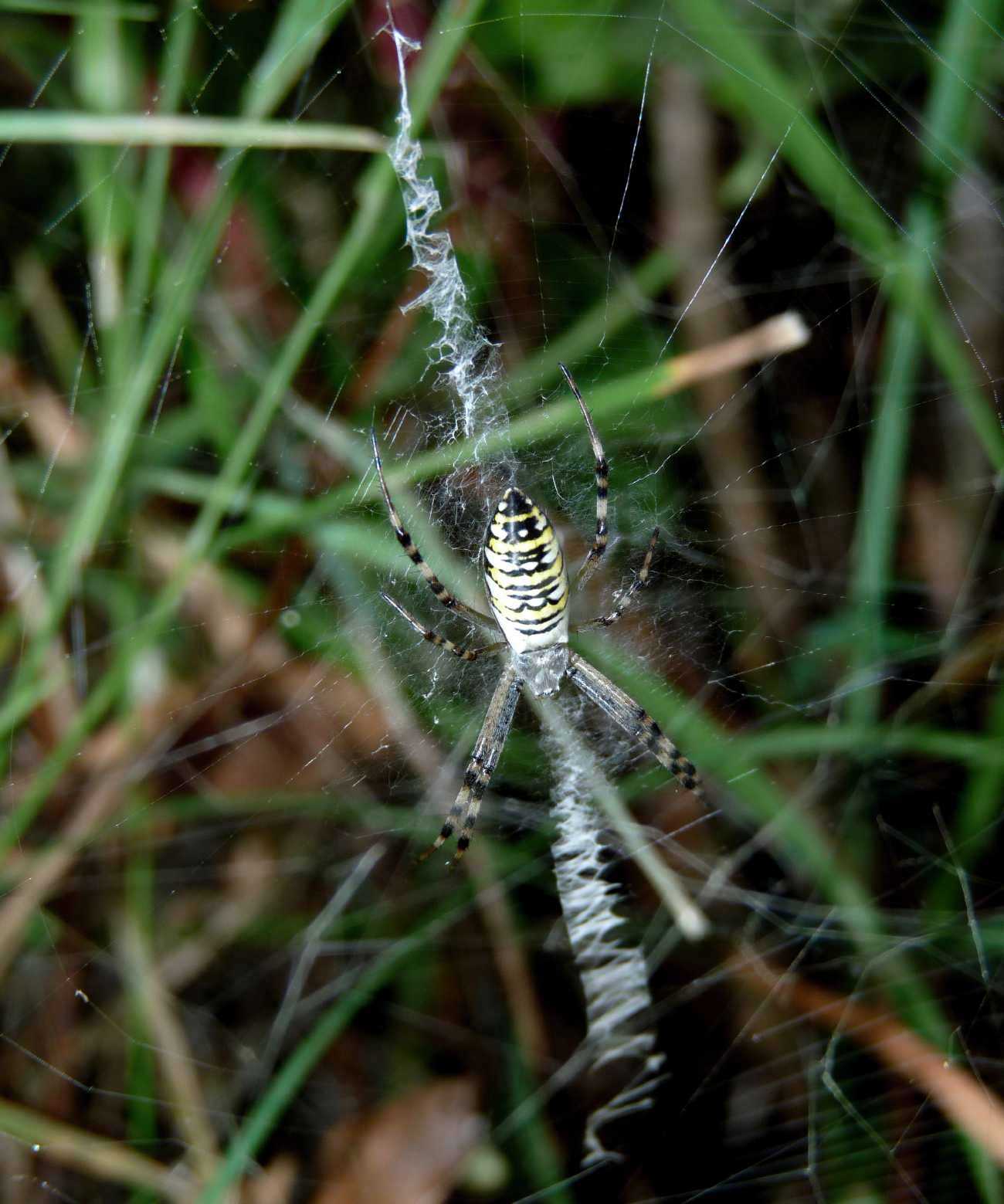 Quale Argiope? Argiope bruennichi - Sestri Levante (GE)